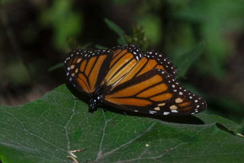 A monarch butterfly is seen at the Rosario Sanctuary in Mexico's Michoacan state