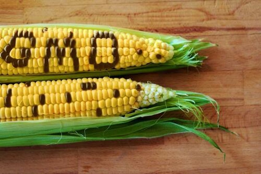 mexico still hasnt seen science from us proving genetically modified corn is safe