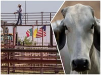 Mexico’s President Claims U.S. is Exaggerating After Border Closed to Livestock Over Screwworm Spread