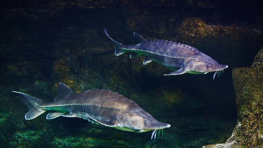 Alive sturgeon in aquarium