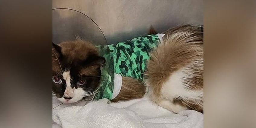 michigan police veterinarians save cat shot with arrow as shelter offers reward for offending archers arrest