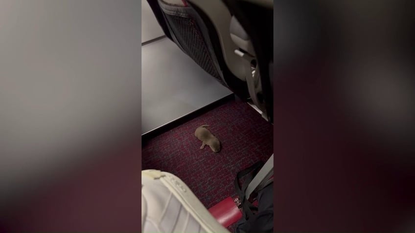 midair mayhem as rat and wild animal terrorize passengers and crew on flight