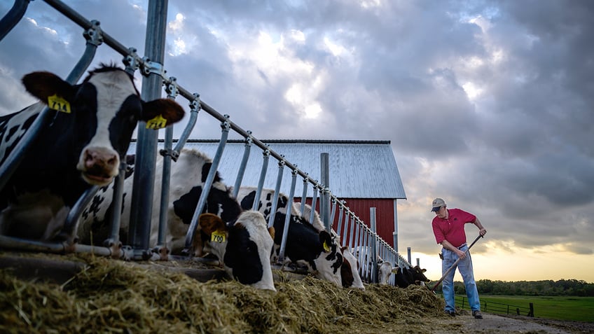 Minnesota farmer tending to cows