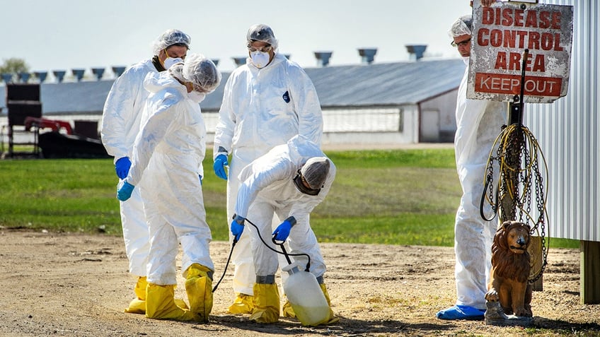 bird flu outbreak on minnesota farm