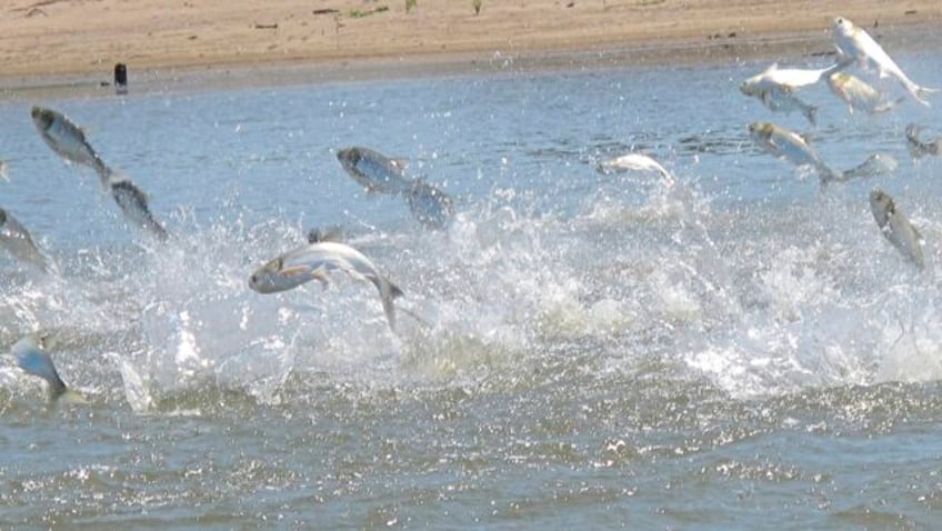 minnesota wisconsin wildlife officials capture 100s of invasive carp in mississippi river