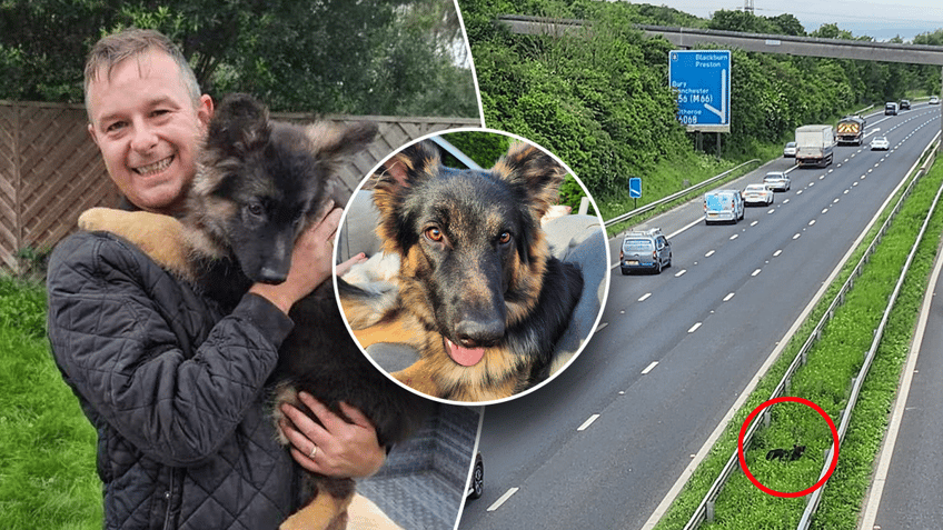 Dog owner and dog on median