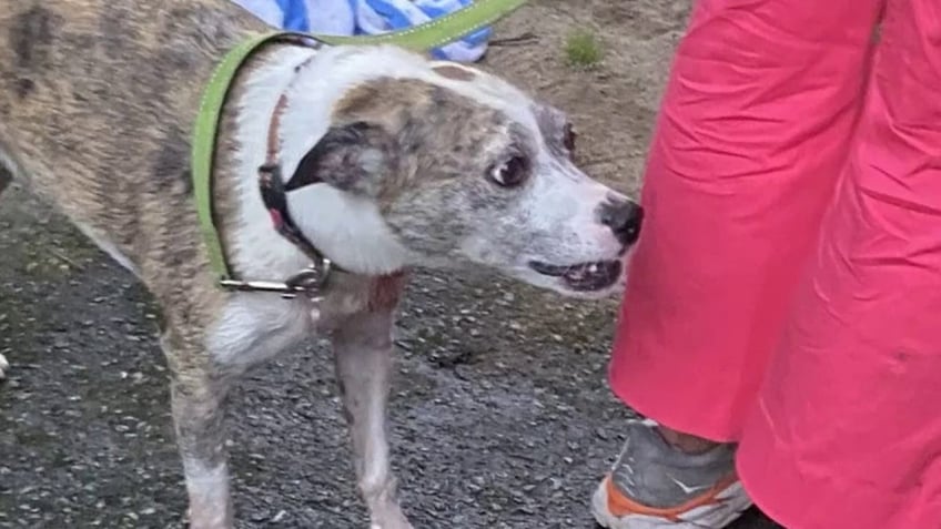 missing massachusetts rescue dog maggie pulled from raging river by first responders video