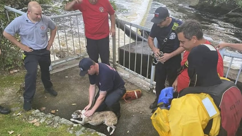 missing massachusetts rescue dog maggie pulled from raging river by first responders video
