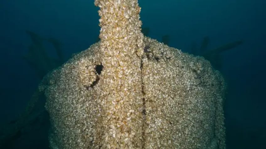 missing shipwreck found after 128 years thanks to invasive species of mussels