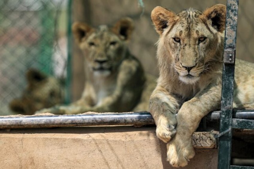 mission to rescue lions and hyenas in war torn sudan