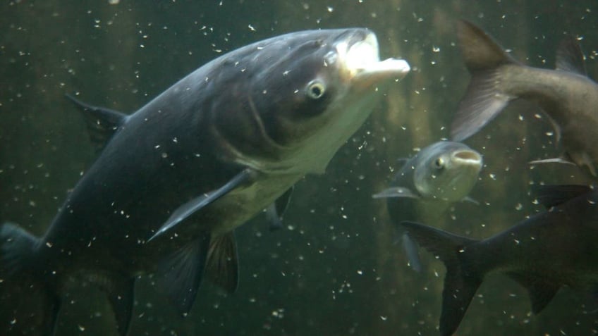 Bighead carp with mouth open