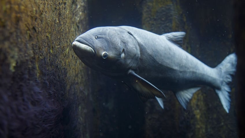 Close-up of bighead carp underwater