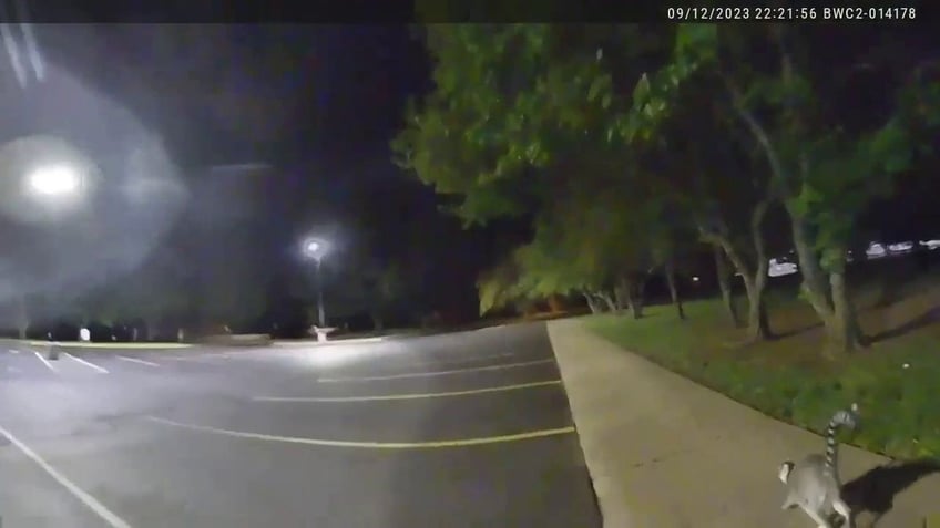 missouri police officers sent on wild chase after residents illegal pet escapes