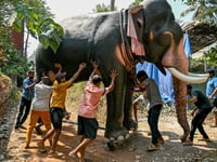 Model behaviour: India’s anti-cruelty robot elephants