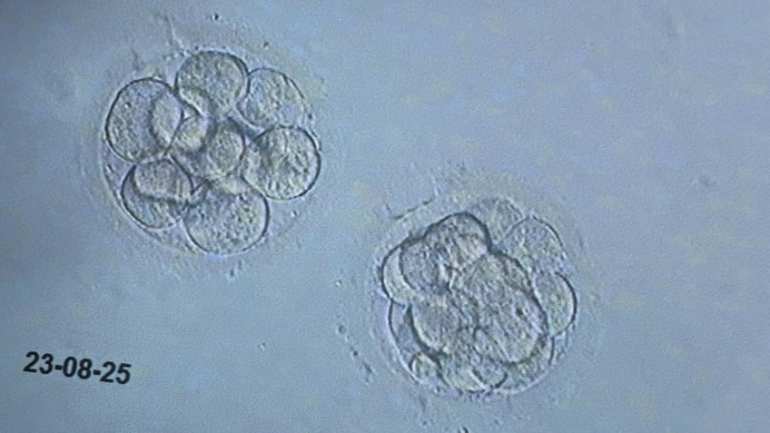 Embryos