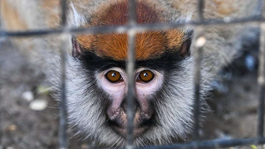 momo the monkey safely returned to indianapolis home after night on the town