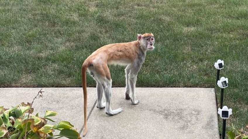 momo the monkey safely returned to indianapolis home after night on the town