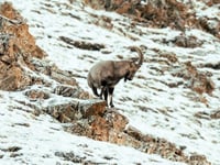 Mongolia’s wildlife at risk from overgrazing