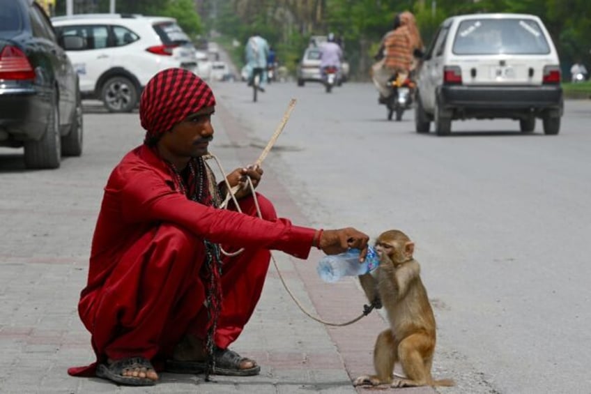 monkey business in pakistan court during smuggling case