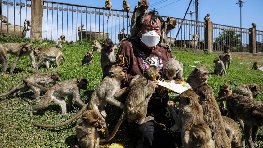 monkey mayhem as wild animals wreak havoc in supermarket raid video