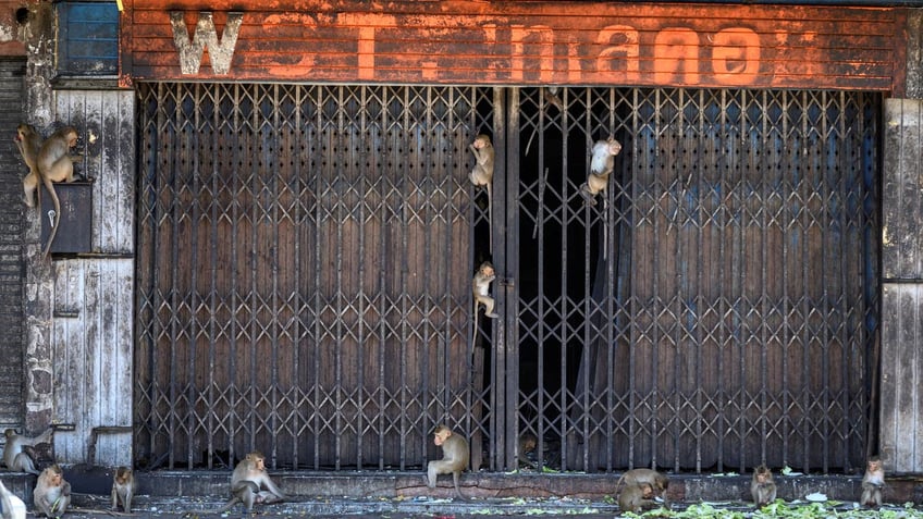 monkey mayhem as wild animals wreak havoc in supermarket raid video