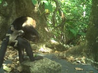 Monkeys kidnap babies of another species in weird ‘fad’