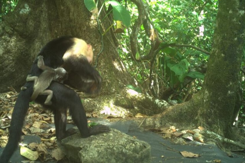 Slaves to fashion: A baby howler monkey holds a capuchin on Jicaron island, where stealing