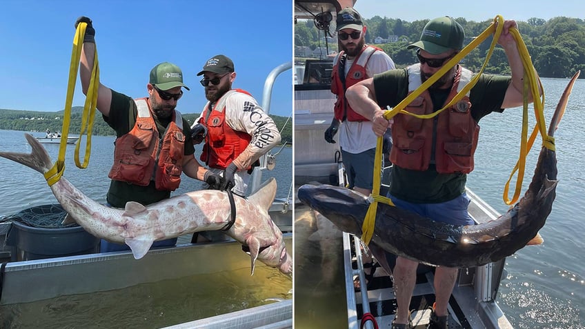 SPLIT ATLANTIC STURGEON