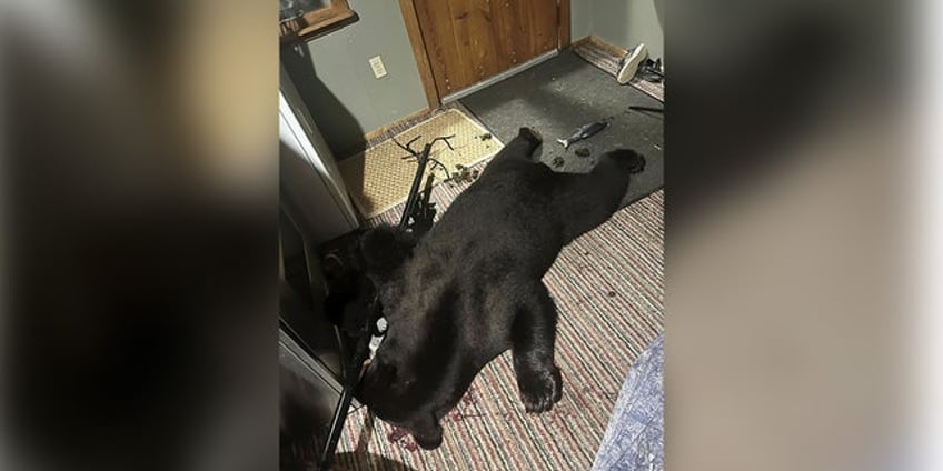 montana fiance shoots kills large black bear found in couples living room 5 feet away