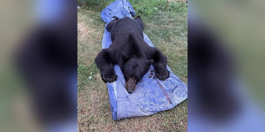 montana fiance shoots kills large black bear found in couples living room 5 feet away