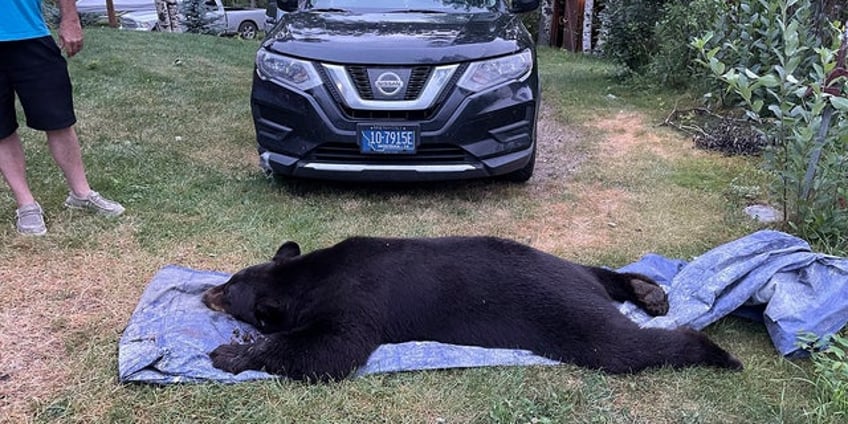 montana fiance shoots kills large black bear found in couples living room 5 feet away