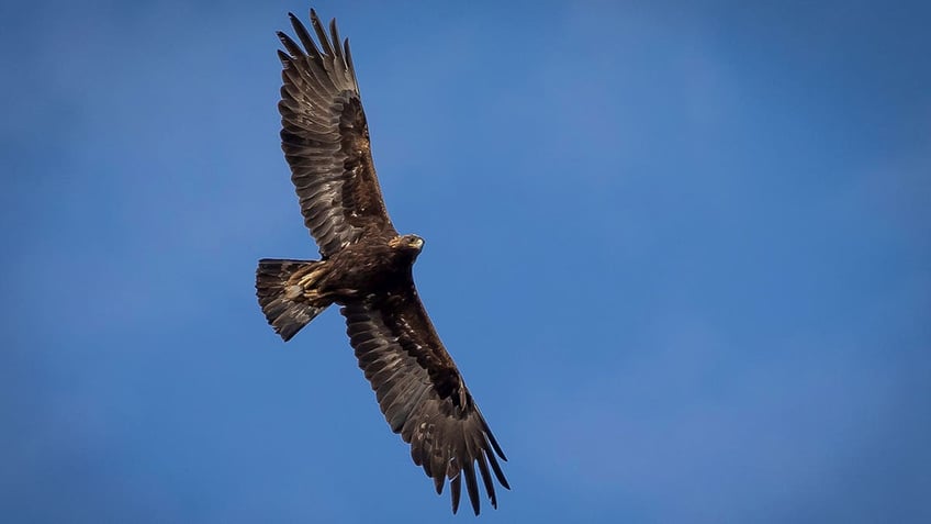 Eagle flying