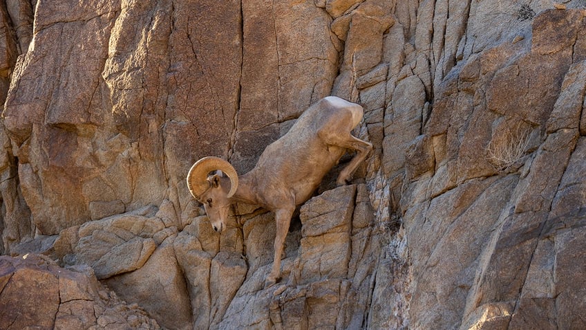 Bighorn Sheep