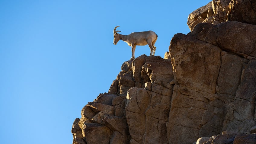 Bighorn Sheep