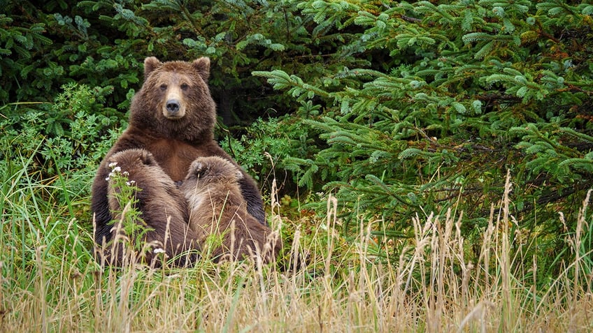 montana men surprise momma bear with cub encounter ends with accidental shooting