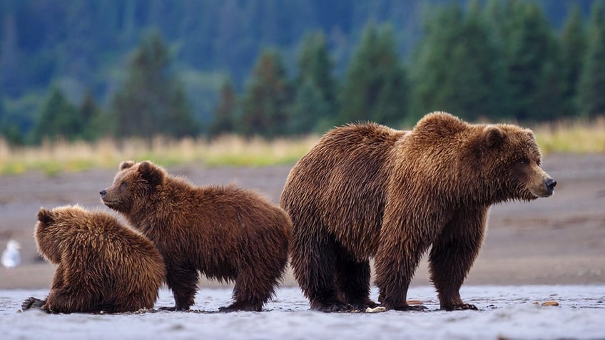 montana men surprise momma bear with cub encounter ends with accidental shooting