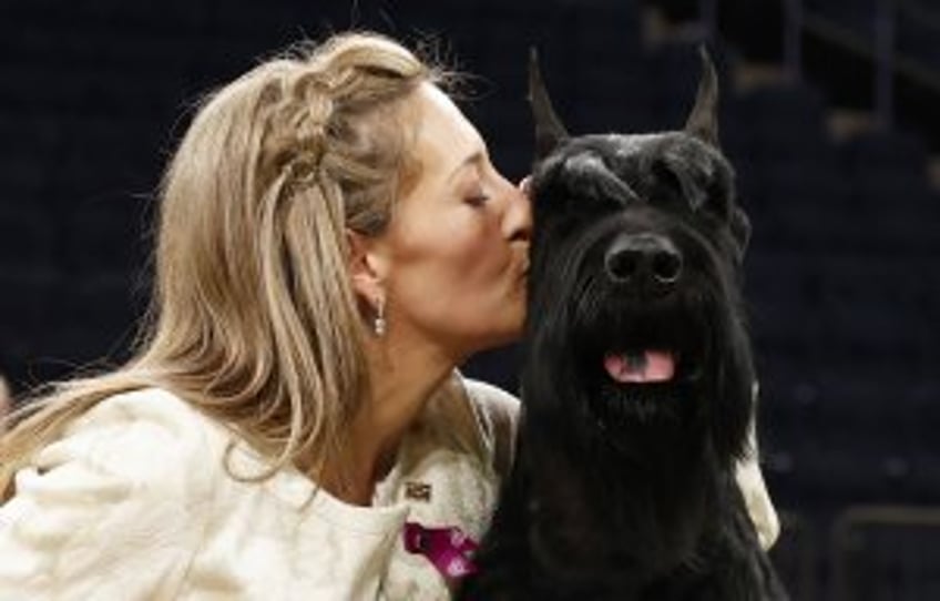 Monty the giant schnauzer wins Best in Show at Westminster Kennel Club Dog Show