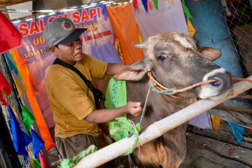 Sumarwan massages a cow at his "cow salon" in Jakarta