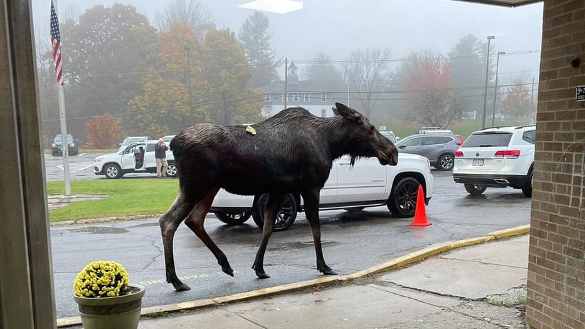 moose makes surprise visit outside massachusetts elementary school