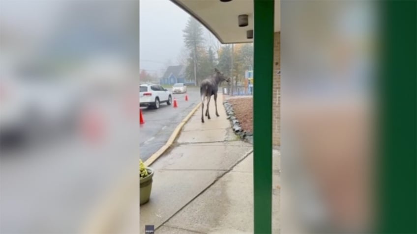 moose makes surprise visit outside massachusetts elementary school