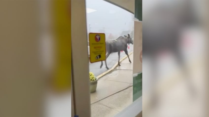 moose makes surprise visit outside massachusetts elementary school