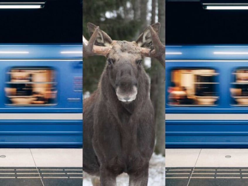 moose on the loose beast shot dead after getting lost in stockholm subway network