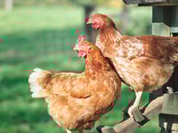 More Americans seek chicken coops for eggs at home, plus wild message in a bottle washes up