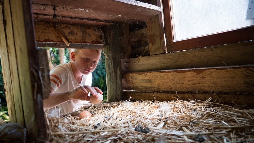 boy collects chicken eggs