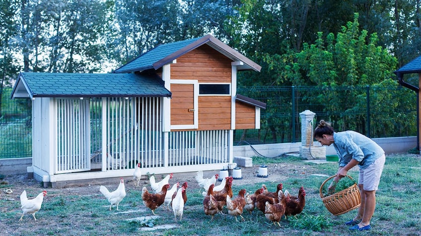 woman feeding her chickens