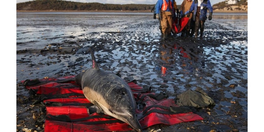 more dolphins stranded in cape cod than anywhere else environmentalists are building a hospital to fix this