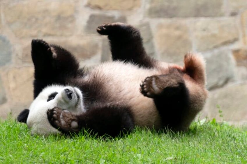 more pandas will be coming to the us chinas president signals