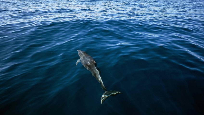 more than 100 dolphins thousands of fish found dead as brazilian governor declares state of emergency