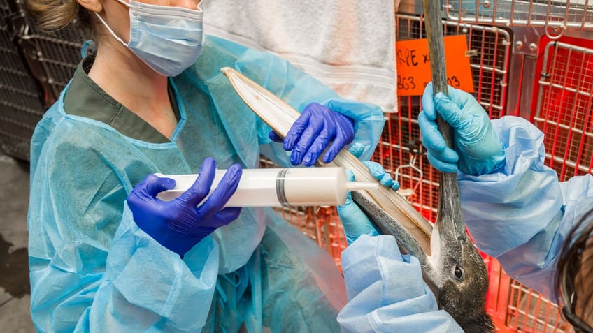 A senior wildlife tech dressed in blue scrubs with blue rubber gloves uses a large feeding syringe to feed a brown pelican that was starving and badly dehydrated while another worker holds the bird's mouth open at Wildlife Care Center.