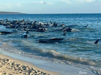 More than 100 stranded whales return to the sea after rescue effort on Australian coast